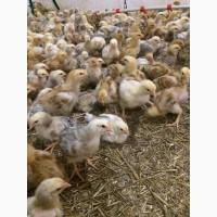 Продам курчат суточних та молодняк