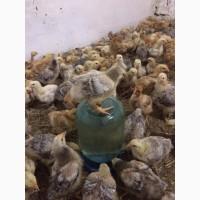 Продам курчат суточних та молодняк