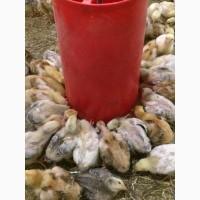 Продам курчат суточних та молодняк