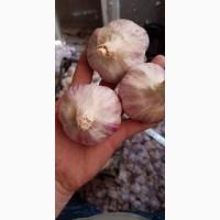 Часник продаж 1 репродукція від АГРО-ГАРЛІК- Любаша, Дюшес, Ірен, Гермідор, Мессідром