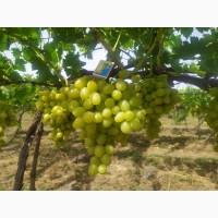 Продам Столовый виноград разных сортов