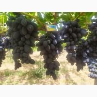 Продам Столовый виноград разных сортов
