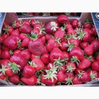 Продам саженцы клубники:Анита, флер, Дейзи, Азия, Свитхарт, Роксолана, Свева, Филон