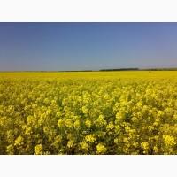 Горчица белая ( Медонос)