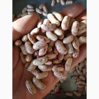 Fresh Sugar Beans / Sugar beans for sale