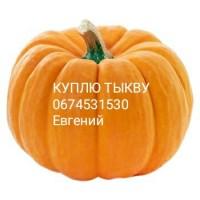 Закупаю Тыкву /Гарбуз
