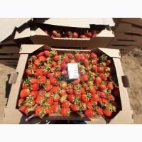 Продам с поля клубнику, сорт Кляри, цена договорная