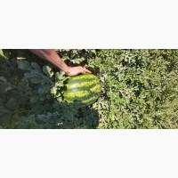 Арбуз оптом с поля