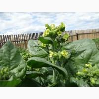 Табак Махорка така кріпка що дере