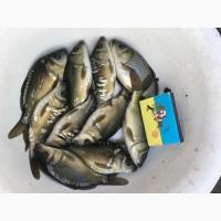 Продам мальок карпа 20 грам/штука