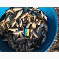 Продам мальок карпа 20 грам/штука