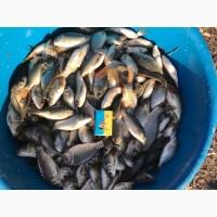 Продам мальок карпа 20 грам/штука