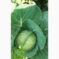 Продам молоду капусту 1 та 2 сорту