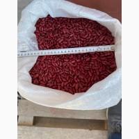 Продам фасоль на экспорт