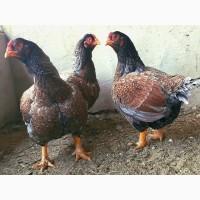Яйце на інкубацію. Курчат. Корніш блакитно-червоний, мідний. Оплід 90%