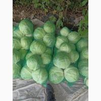 Продам капусту сорт глория