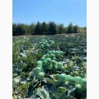Продам капусту сорт глория