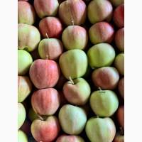 Продам яблука Гала обєм