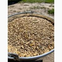 Продам овес