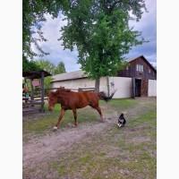 Дєнніки для ваших коней в оренду