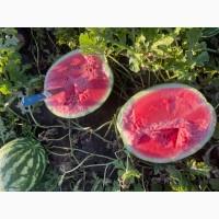 Продам кавун Продюсер 5-10 кг