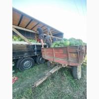Продам кавун Продюсер 5-10 кг