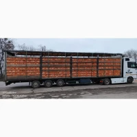 Куплю жилок курку несушку