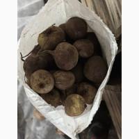 Продам столовий буряк Зепо Ф1 знижена ціна