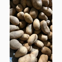 Продам картоплю