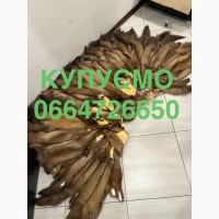Купуємо куницю шкіри хутро куниці ДОРОГО