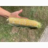 Продам солодку кукурудзу