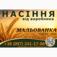 Насіння. Озима пшениця Мальованка, еліта 2026
