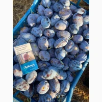 Продам сливу