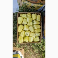 Продам перець тип білозірка Хаскі Бравія