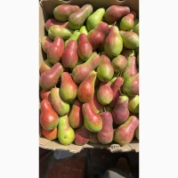 Продам грушу, сорт Талгарська красуня