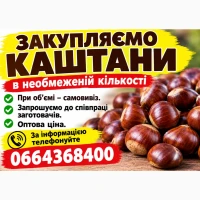 Куплю плоди кінського каштану
