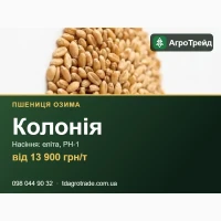 Купити насіння пшениці Колонія - еліта, РН-1, документи | від 13 900 грн/т