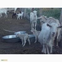 Стадо дойных коз
