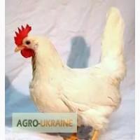 Яйцо инкубационное несушка