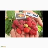 Продам садженці ремонтантної малини Зюгана
