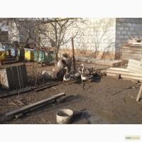 Продам диких серых гусей