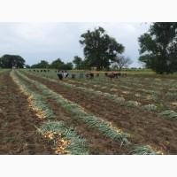 Продам лук штутгарт от производителя