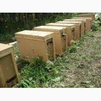 Продам пчелопакеты