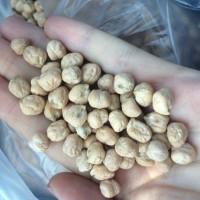 Продам Семена/ посевной материал Нута Иордан
