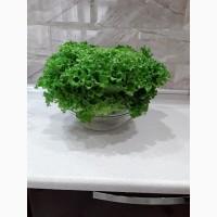 Продам салат Лолло Россо. Є зелений і червоний, якість просто супер