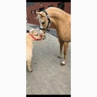 Уэльские пони жеребец и кобылы лошади кони осел кобыла конь