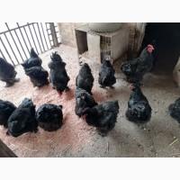 Продам петухов породы конхинхин
