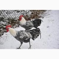 Продам молодих півнів Брекеля сріблястого і Марана чорно-мідного