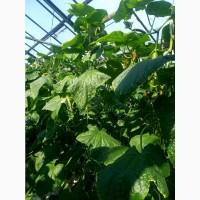 Продам оптом огурцы, самовывоз