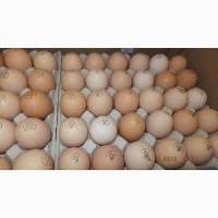 Яйця Ломан Браун